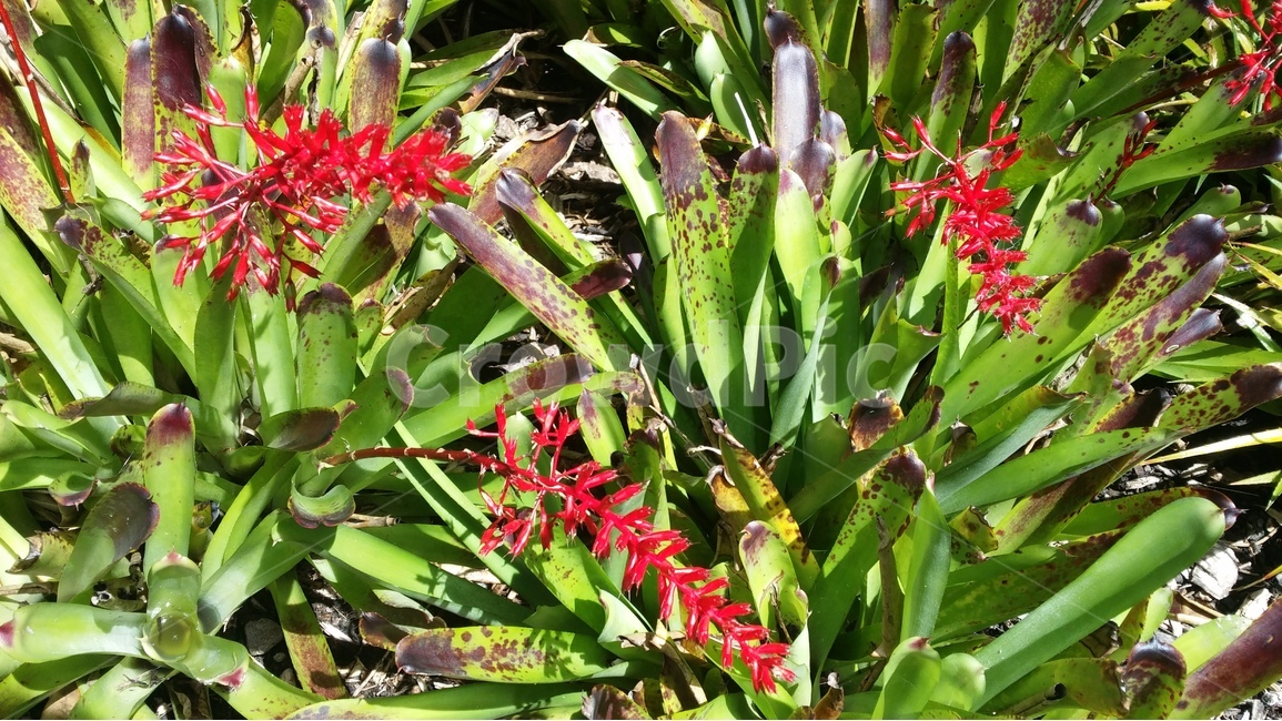 꽃,뉴질랜드,빨간색꽃,원예,관상식물,여름,식물,자연,plants,nature,꽃,flower
