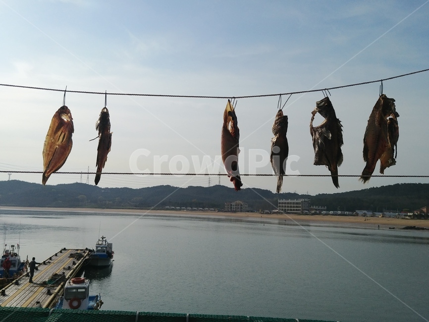 바다,말린생선,바닷바람,생선,바다바람,해풍에말린생선,파란하늘,해풍