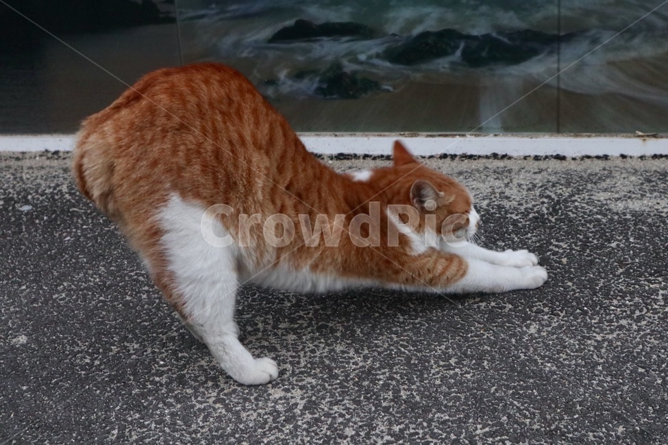 고양이,기지개,요가,길고양이,스트레칭,동물,animal,포유류,mammal,고양이,cat,kitten,kitty