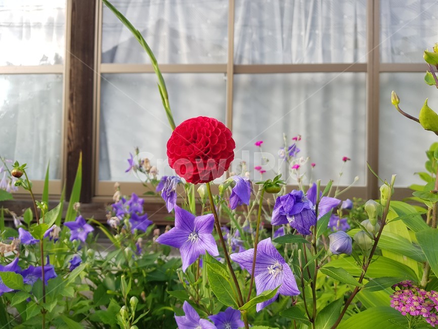꽃,식물,다알리아,달리아,도리지꽃,식물,자연,plants,nature,꽃,flower