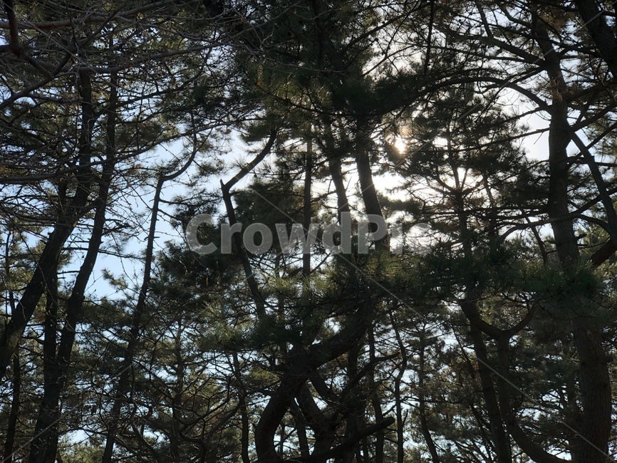자연,풍경,자연환경,하늘,소나무,나무,나뭇잎