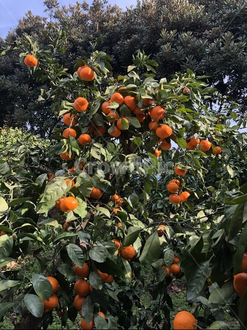 제주,제주귤,귤,감귤,과일,fruit,food,plant,과일,열매,fruit