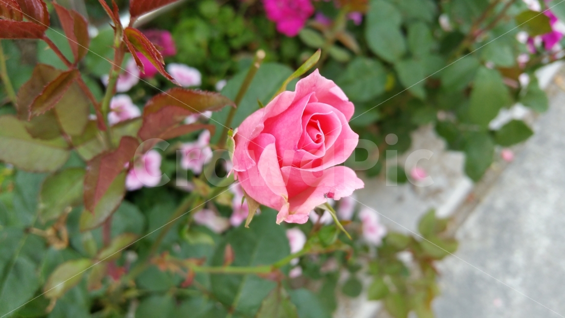 장미,장미축제,서울장미축제,서울축제,장미꽃,식물,자연,plants,nature,꽃,flower