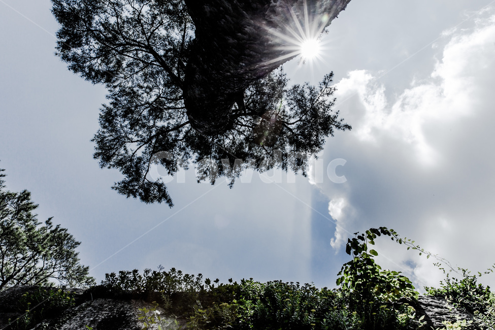 구름,빛,소나무,하늘,가을,자연,풍경,nature,landscape,식물,plants,나무,trees,wood,flare,플레어,light,sunlight,햇빛
