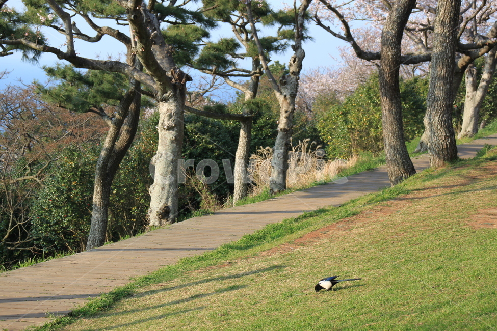 나무,산책,봄,새,까치,길,산길,경치