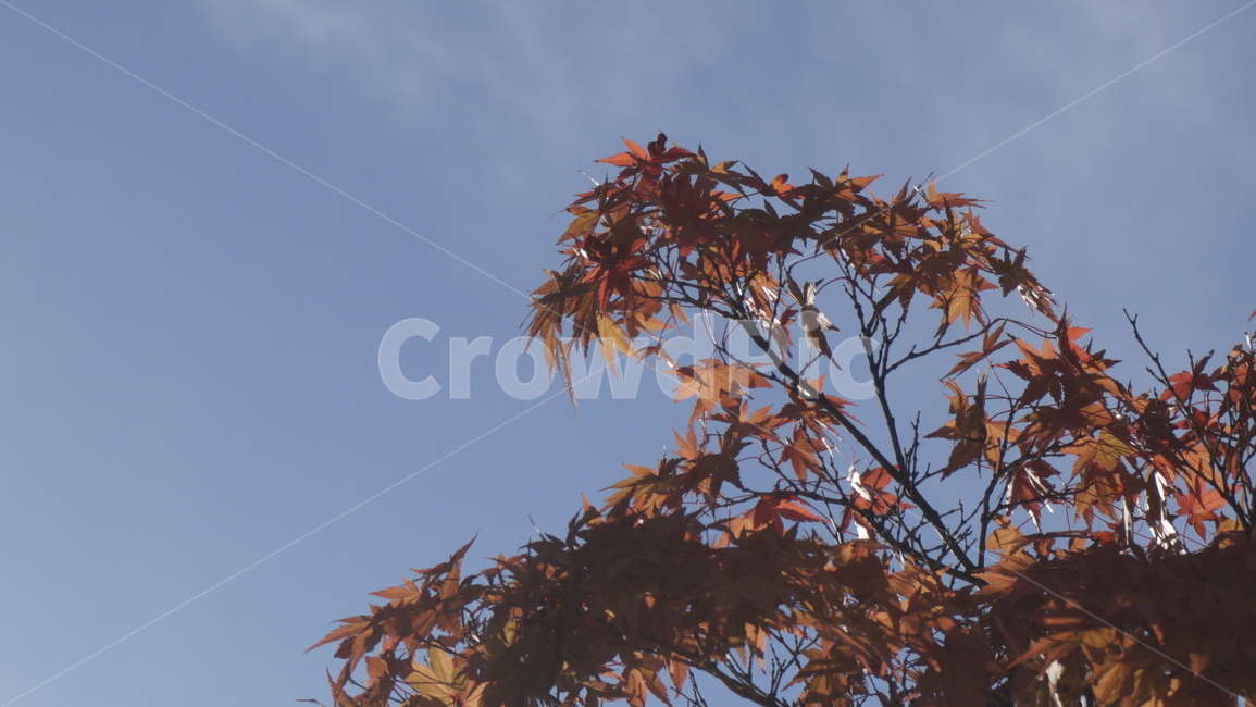 leaf,잎,plant,식물,tree,나무,10월,갈색,하늘,가을,가을,계절,fall,autumn,season
