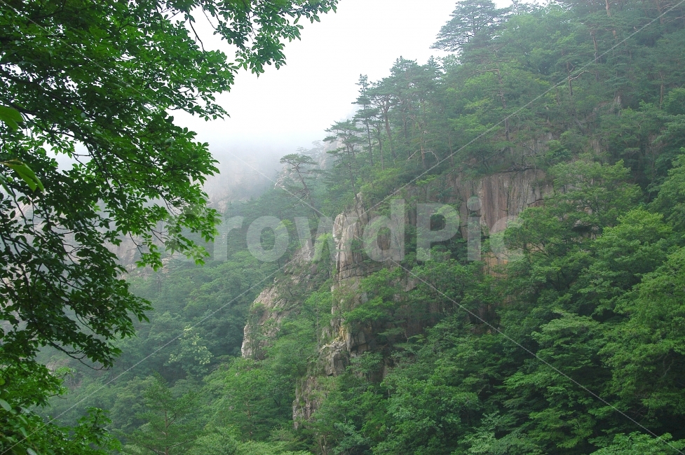 산,설악산,숲,자연,풍경,안개,푸르름,녹색,소나무,나뭇잎,식물,자연,풍경,nature,landscape,한국자연풍경,한국자연경관,korea nature landscape,plant,vegetation,초목,rainforest,열대 우림,land,땅,tree,나무,outdoors,옥외