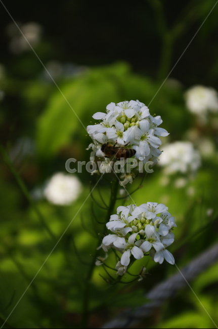 미나리냉이,꽃,flower,계절,봄,spring,식물,plant,자연,nature,식물,자연,plants,nature,꽃,flower