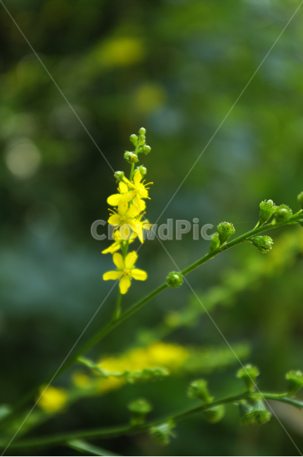 식물,자연,초록,꽃,plant,flower,식물,자연,plants,nature,꽃,flower