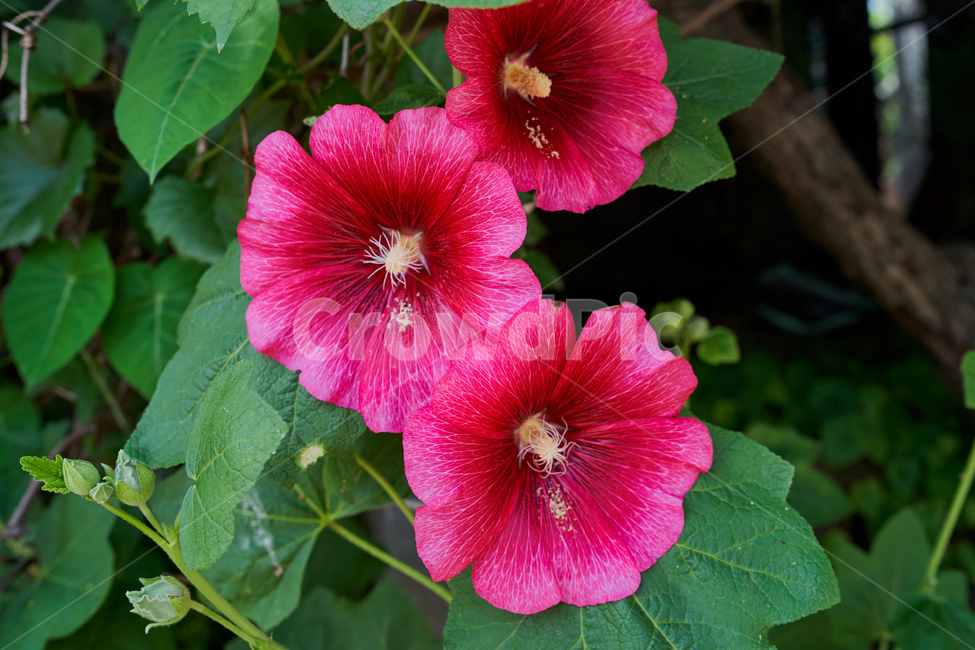 꽃,식물,빨강,자연,flower,red,식물,자연,plants,nature,꽃,flower