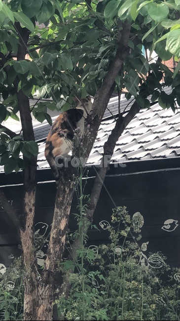 고양이,나무타기,긴박함,풍경,나무