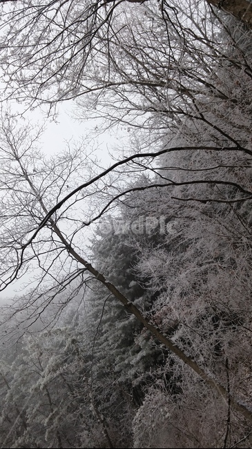 산,눈,나무,자연,계절,겨울,계절,winter,season
