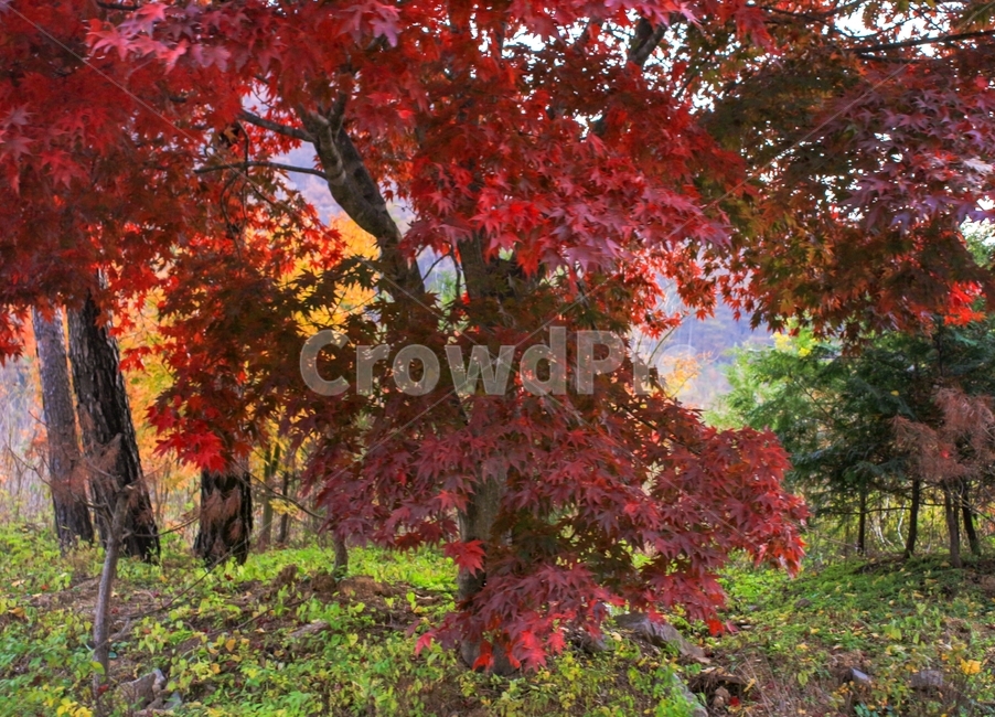 가을,감성,울긋불긋,단풍,낙엽,풍경,나무,단풍잎,자연,가을,계절,fall,autumn,season,식물,자연,plants,nature,나무,trees,wood,leaf,잎,plant,tree,maple