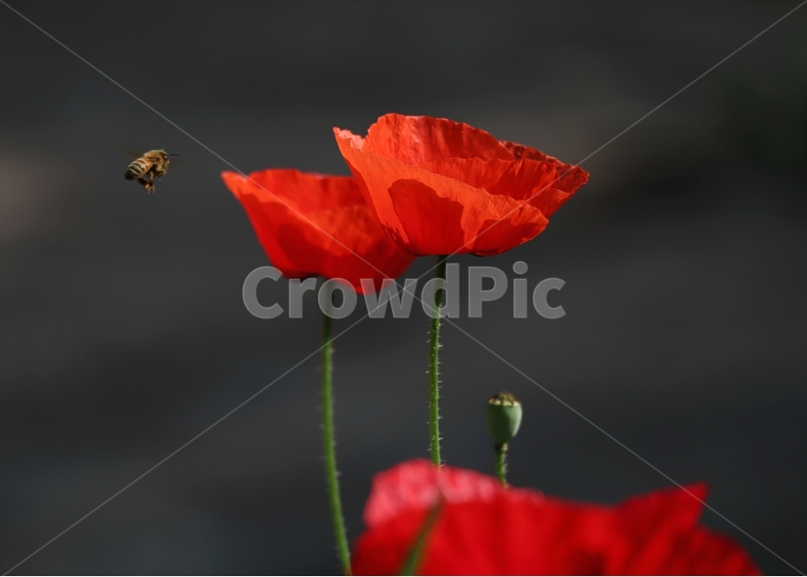 양귀비,아침,햇살,꽃잎,여름,식물,자연,plants,nature,꽃,flower,동물,animal,곤충,벌레,insect,bug
