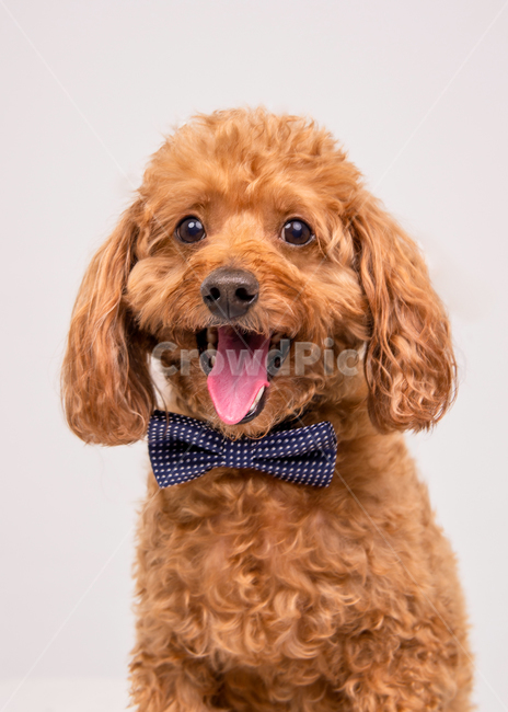 animal,동물,포유류,pet,애완동물,dog,개