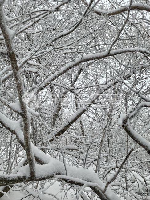눈,설꽃,겨울,자연,snow