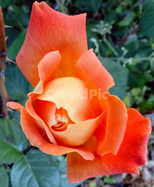 장미,장미꽃,플라워,식물,flower,로즈,꽃