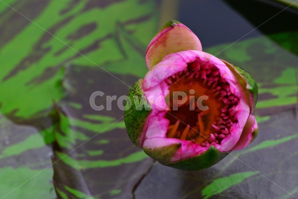 leaf,잎,plant,식물,blossom,flower,꽃,수련,연꽃,물,홍연,연잎,반영