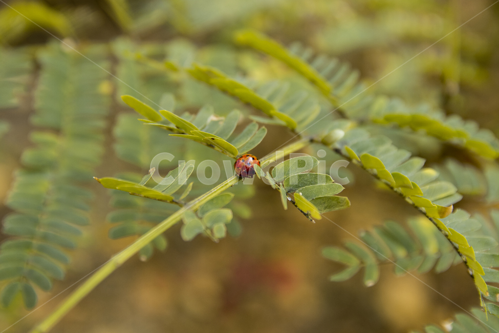 자연,무당벌래,벌래,풀,풍경,동물,animal,곤충,벌레,insect,bug