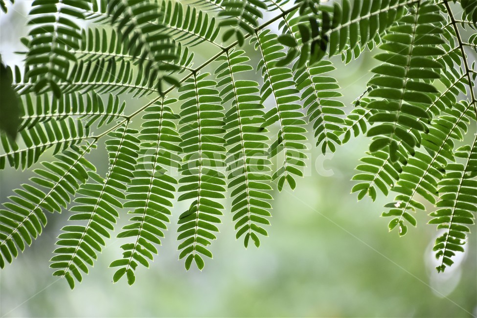 나무,신비,잎파리,식물,역광,식물,자연,plants,nature,휴식,힐링,rest,relaxation,healing