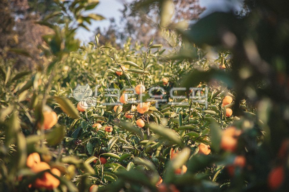 제주,제주도,귤,감귤,노지감귤,주렁주렁,열매,과실,감귤나무,과수원,감귤농장,나무,plant,식물,food,제철과일,음식,과일,fruit,감귤류과일,citrusfruit,과일,열매,fruit