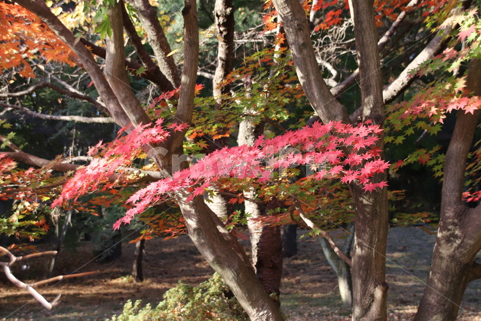 자연,단풍,나무,가을,풍경,가을,계절,fall,autumn,season,식물,자연,plants,nature,나무,trees,wood,tree,plant,tree trunk,나무 줄기,leaf,잎