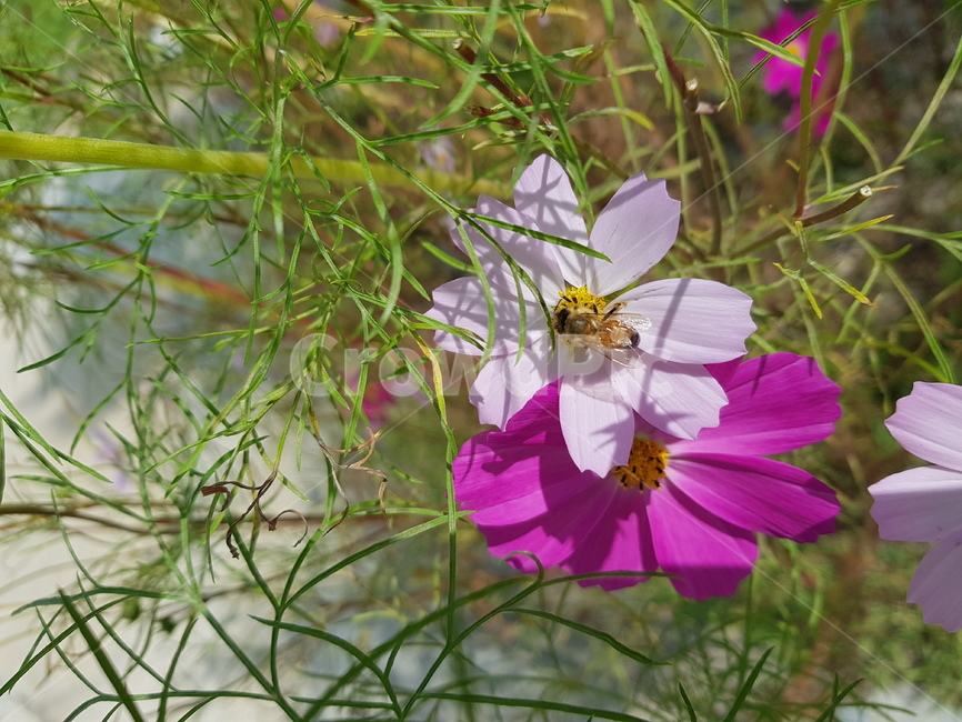 가을,코스모스,벌,자연,cosmos,꽃,가을,계절,fall,autumn,season,식물,자연,plants,nature,꽃,flower,plant,geranium,제라늄,blossom