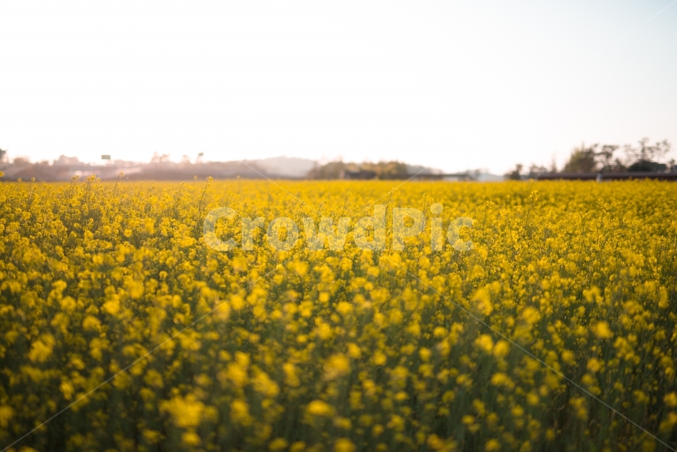 봄,유채밭,노랑색,감성,꽃밭,봄,계절,spring,season,자연,풍경,nature,landscape,식물,plants,꽃,flower,field,들,outdoors,옥외,grassland,목초지