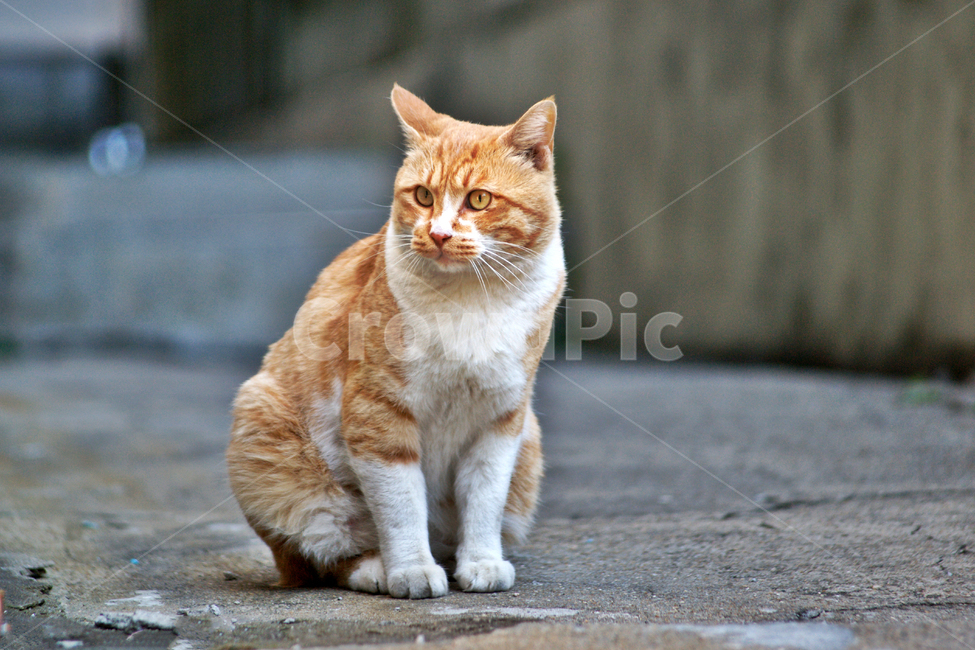 고양이,길냥이,동물,골목,노란색,포유류,동물,animal,포유류,mammal,고양이,cat,kitten,kitty