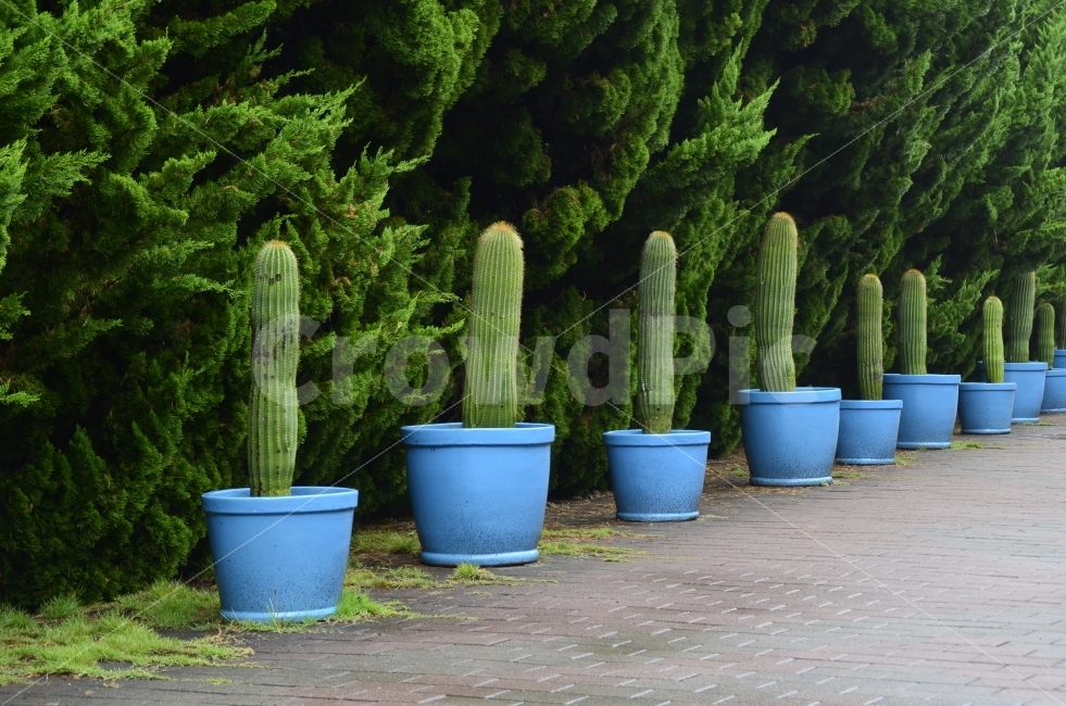 선인장,화분,정렬,초록,순서,식물,자연,plants,nature