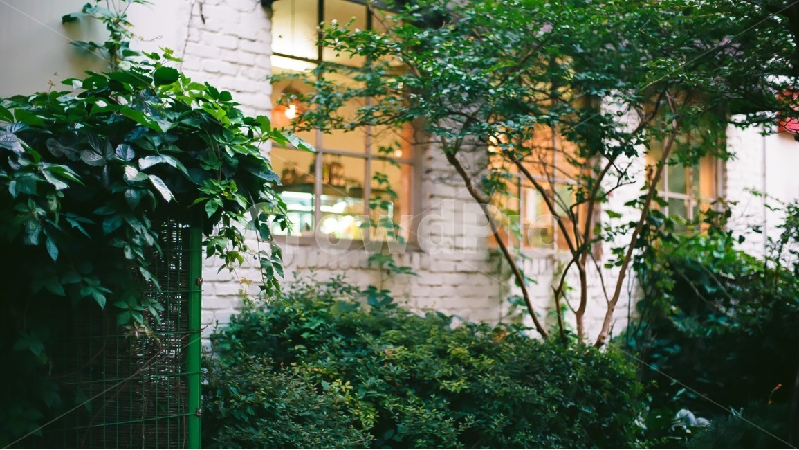 창문,뒷뜰,풍경,경치,배경,자연,아날로그,여름,이미지,필름사진,nature,landscape,식물,자연,plants,nature,인테리어,실내디자인,interior design