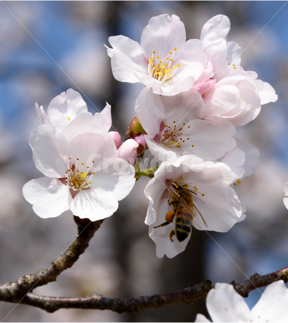 벚꽃,벌,카이스트,봄꽃,봄나들이,봄,사쿠라,봄,계절,spring,season,식물,자연,plants,nature,꽃,flower,동물,animal,곤충,벌레,insect,bug,plant