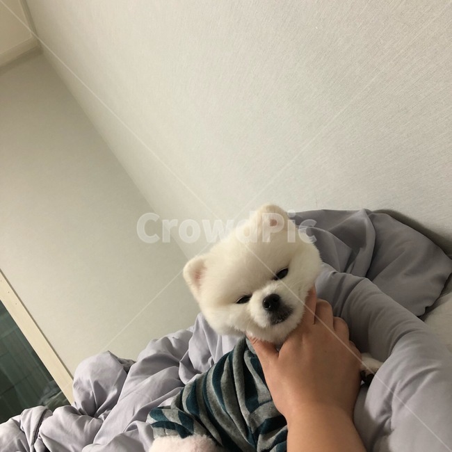 포메라니안,포메,강아지,dog,화이트포메라니안,화이트포메