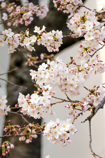 꽃,flower,blossom,cherryblossom,벚꽃,plant,식물,봄,계절,spring,season