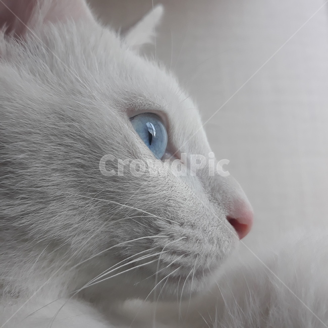 animal,동물,cat,고양이,pet,애완동물,mammal,포유류