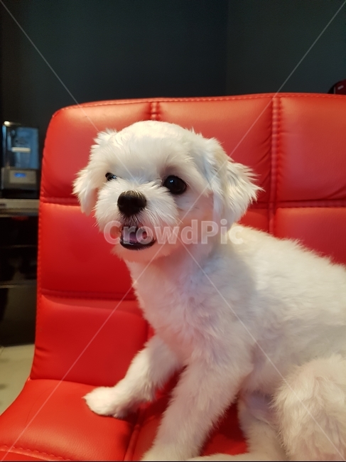 말티즈,강아지,새끼강아지,하얀강아지,개,동물,animal,포유류,mammal,개,강아지,dog,doggy