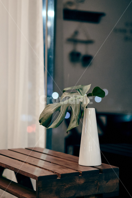 wood,나무,hardwood,견목,카페,나뭇잎,초록색,leaf,감성,실내용화초,화분,화초,house plant