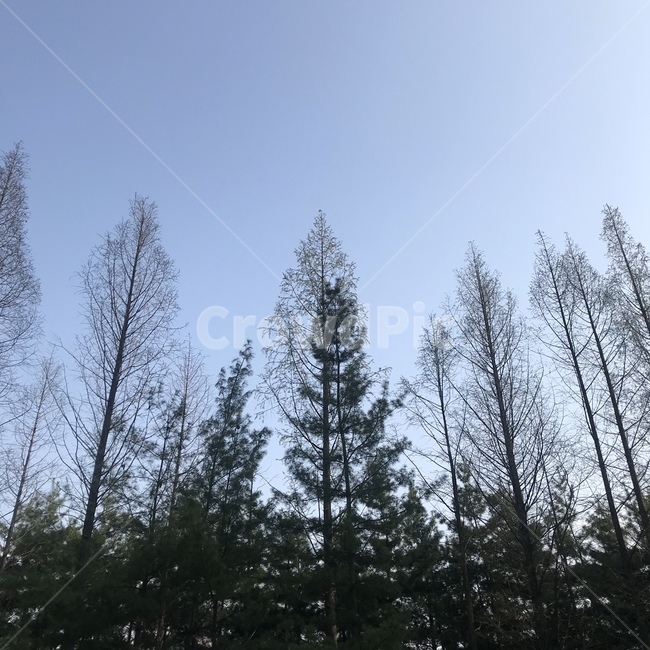 침엽수,활엽수,나무,울창,하늘,나무,trees,wood