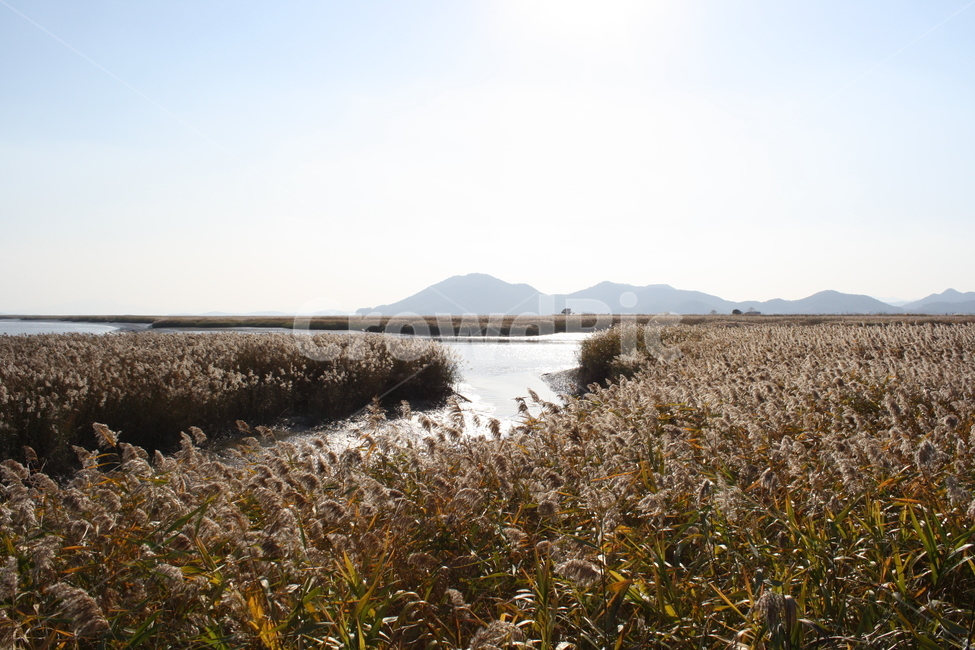 순천만,갈대,가을,자연풍경,산책,가을,계절,fall,autumn,season,자연,풍경,nature,landscape,한국자연풍경,한국자연경관,korea nature landscape,plant,식물,grass,잔디,lawn,reed
