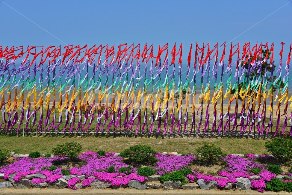 plant,식물,blossom,flower,꽃,신안,임자도,튜울립,튜율립축제,봄,계절,축제,봄축제,노랑꽃,빨강꽃