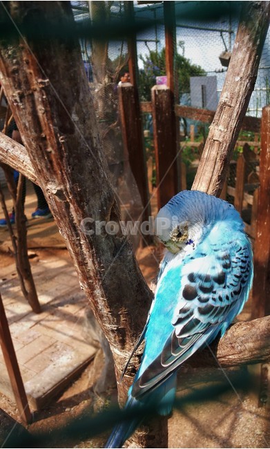 앵무새,새,bird,파란새,animal,새장