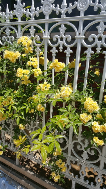 장미,노랑장미,꽃,가드닝,gardening,예쁜꽃,식물,자연,plants,nature,꽃,flower