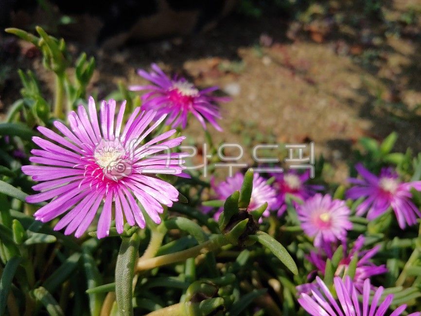 Songyeopguk,Snow Flower,tree,summer flowers,flower