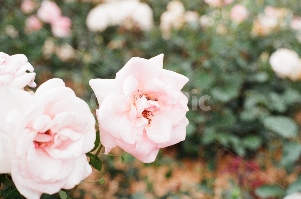 장미,꽃,필름사진,분홍장미,벌,rose,pinkrose,flower,filmphotography,필름,감성사진,필름카메라,film,filmcamera,무보정,분홍,pink,봄,spring,bee,봄꽃,springflower,식물,자연,plants,nature,꽃,flower