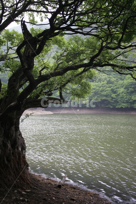 tree,나무,plant,식물,treetrunk,나무줄기,호수
