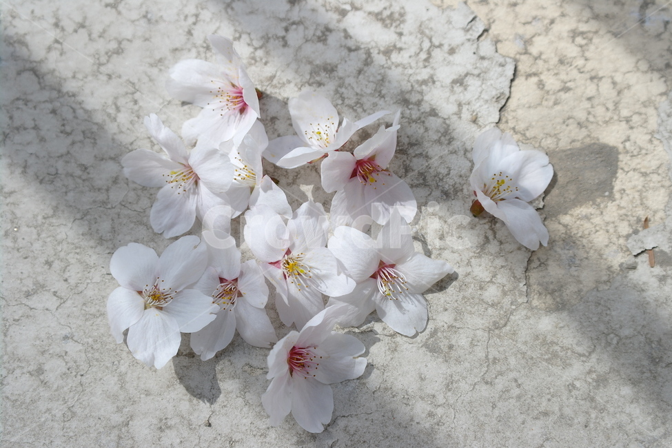 벚꽃,꽃,봄,spring,cherryblossoms