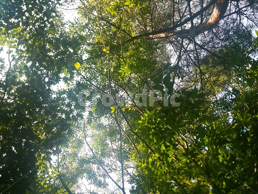tree,나무,plant,식물,sunlight,햇빛,자연,풍경,nature,landscape