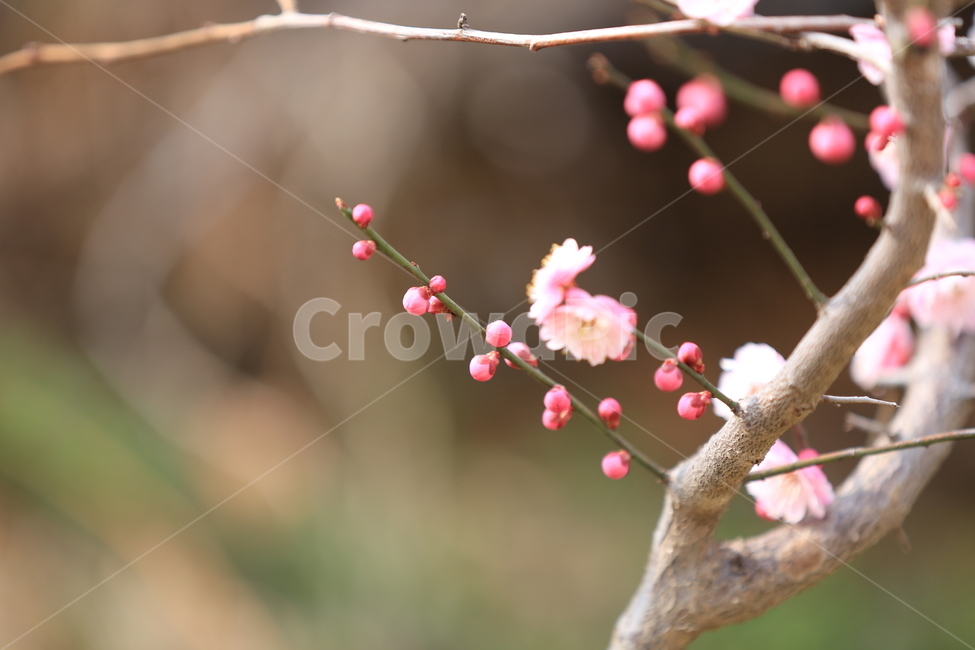 꽃,매화,식물,자연,홍매화,봄,봄,계절,spring,season,식물,자연,plants,nature,꽃,flower,plant