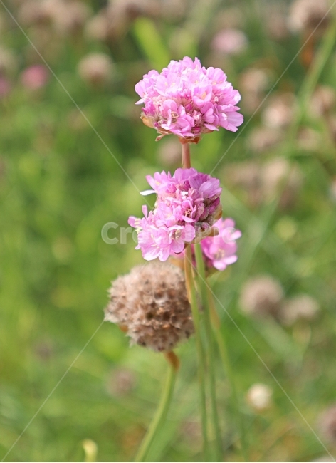 봄,아침,햇살,아르메니아,바람,식물,자연,plants,nature,꽃,flower