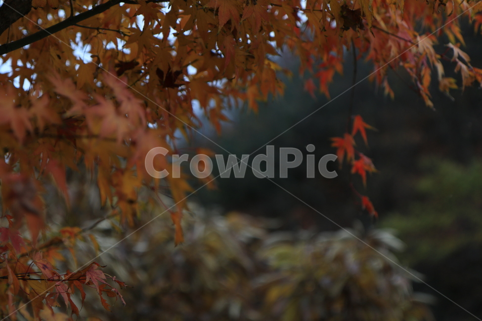 나무,식물,농촌,옥외,지방,가을,단풍,잎,감성,tree,plant,ruralarea,outdoor,area,autumn,maple,leaf,sensibility,sky,하늘,구름,cloud,자연,nature,가을,계절,fall,autumn,season,자연,풍경,nature,landscape
